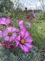 Cosmos Sensation Mixed Seeds - Dandys Landscape Supplies