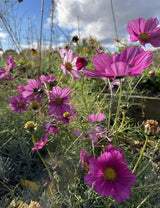 Cosmos Sensation Mixed Seeds - Dandys Landscape Supplies