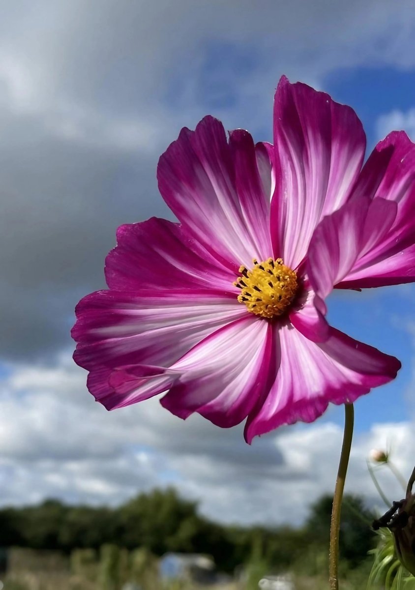 Cosmos Sensation Mixed Seeds - Dandys Landscape Supplies