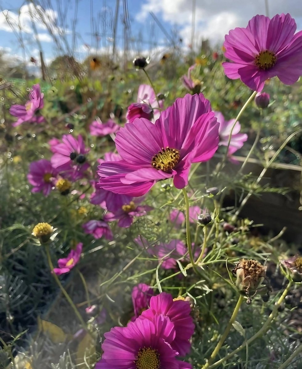 Cosmos Sensation Mixed Seeds - Dandys Landscape Supplies