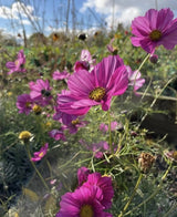 Cosmos Sensation Mixed Seeds - Dandys Landscape Supplies