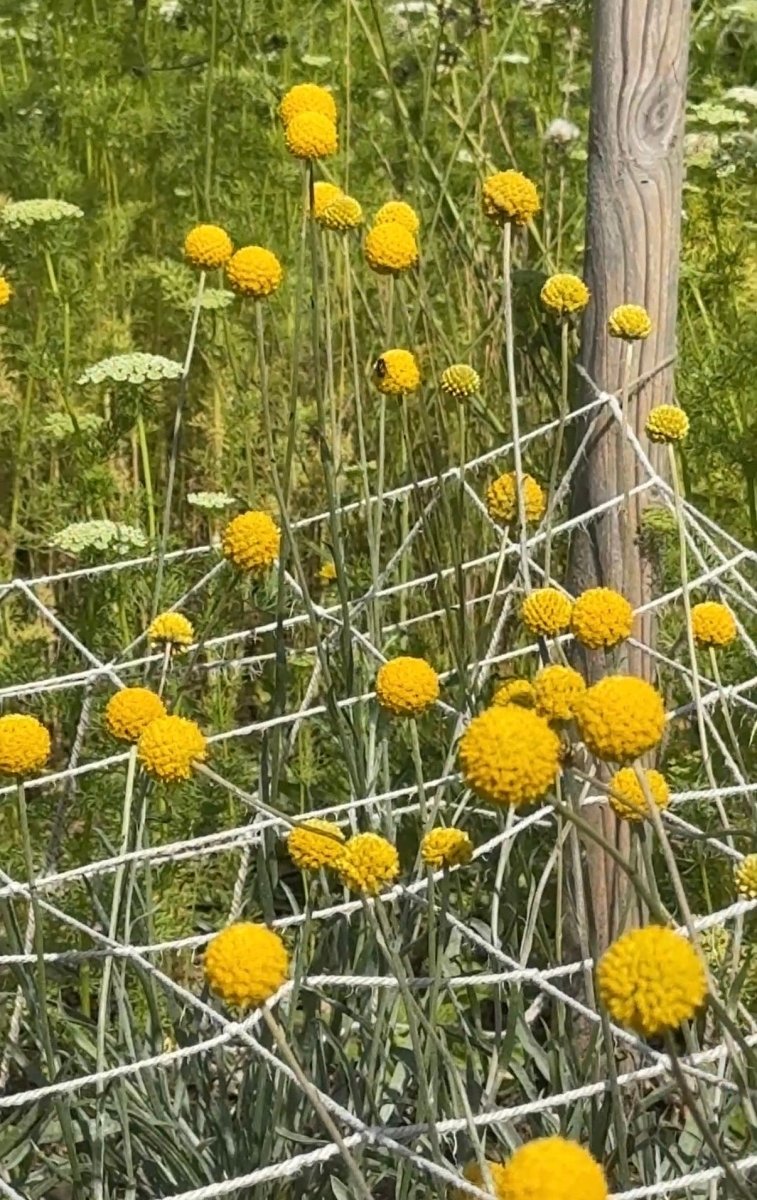 Craspedia Drumstick - Dandys Landscape Supplies