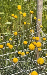 Craspedia Drumstick - Dandys Landscape Supplies