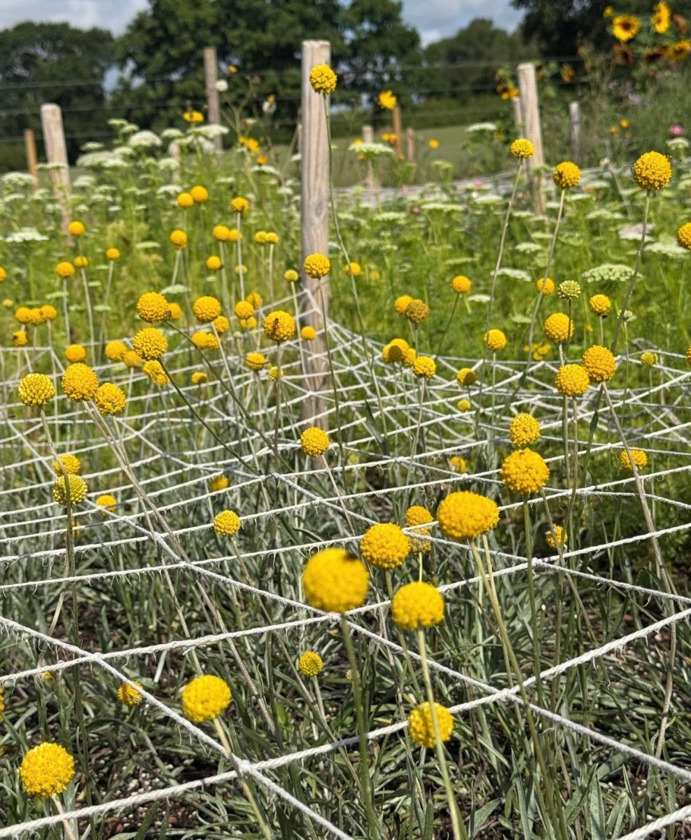 Craspedia Drumstick - Dandys Landscape Supplies
