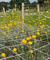 Craspedia Drumstick - Dandys Landscape Supplies