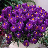 Crocus Ruby Giant - 8 Bulbs