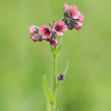 Cynoglossum Hungaricum Seeds - Dandys Landscape Supplies