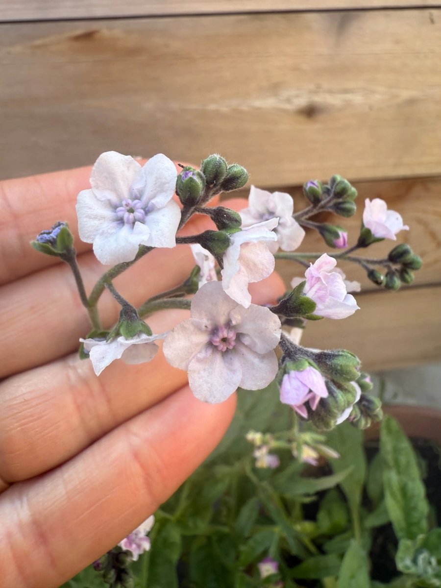 Cynoglossum Mystery Rose - Dandys Landscape Supplies