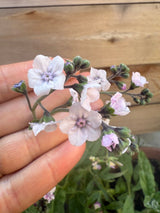 Cynoglossum Mystery Rose - Dandys Landscape Supplies