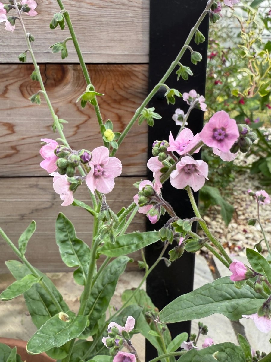 Cynoglossum Mystery Rose - Dandys Landscape Supplies