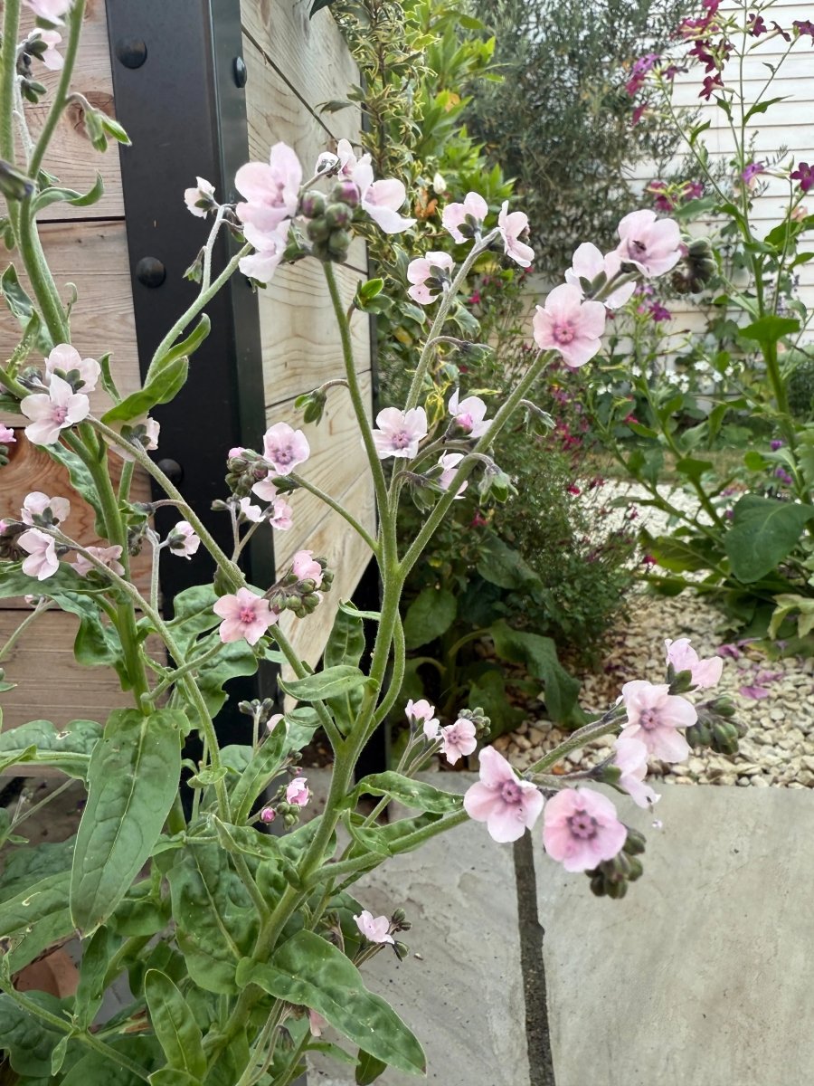 Cynoglossum Mystery Rose - Dandys Landscape Supplies