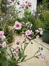 Cynoglossum Mystery Rose - Dandys Landscape Supplies