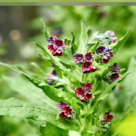 Cynoglossum officinale - Dandys Landscape Supplies
