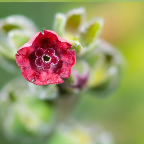 Cynoglossum officinale - Dandys Landscape Supplies