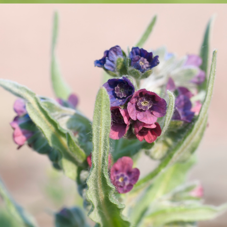 Cynoglossum Officinale Seeds - Dandys Landscape Supplies