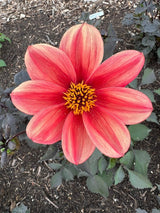 Dahlia Bishops Children Mix Seeds - Dandys Landscape Supplies