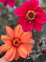 Dahlia Bishops Children Mix Seeds - Dandys Landscape Supplies