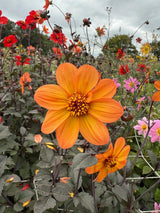 Dahlia Bishops Children Mix Seeds - Dandys Landscape Supplies
