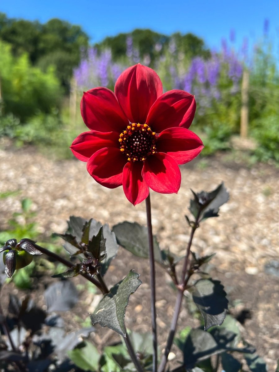 Dahlia Bishops Children Mix Seeds - Dandys Landscape Supplies