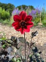 Dahlia Bishops Children Mix Seeds - Dandys Landscape Supplies