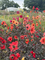 Dahlia Bishops Children Mix Seeds - Dandys Landscape Supplies