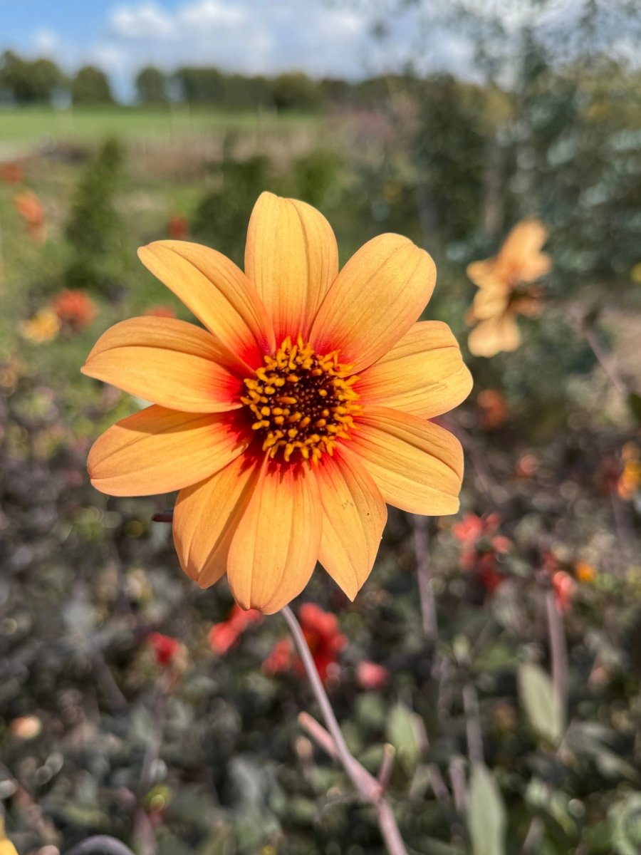Dahlia Bishops Children Mix Seeds - Dandys Landscape Supplies