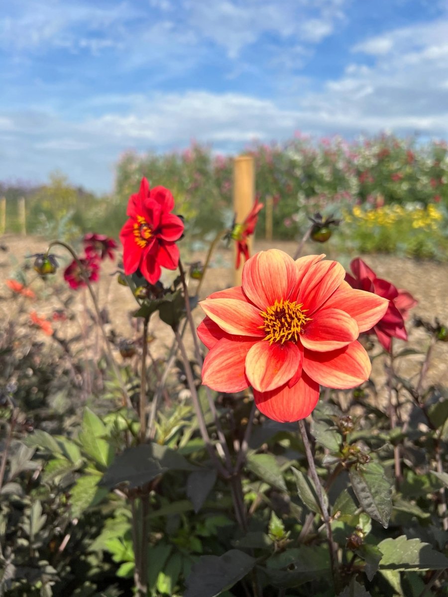 Dahlia Bishops Children Mix Seeds - Dandys Landscape Supplies