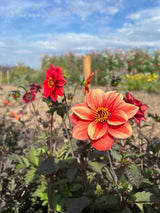 Dahlia Bishops Children Mix Seeds - Dandys Landscape Supplies