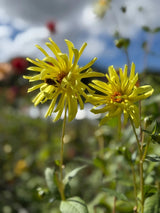 Dahlia Cactus Mixed Seeds - Dandys Landscape Supplies