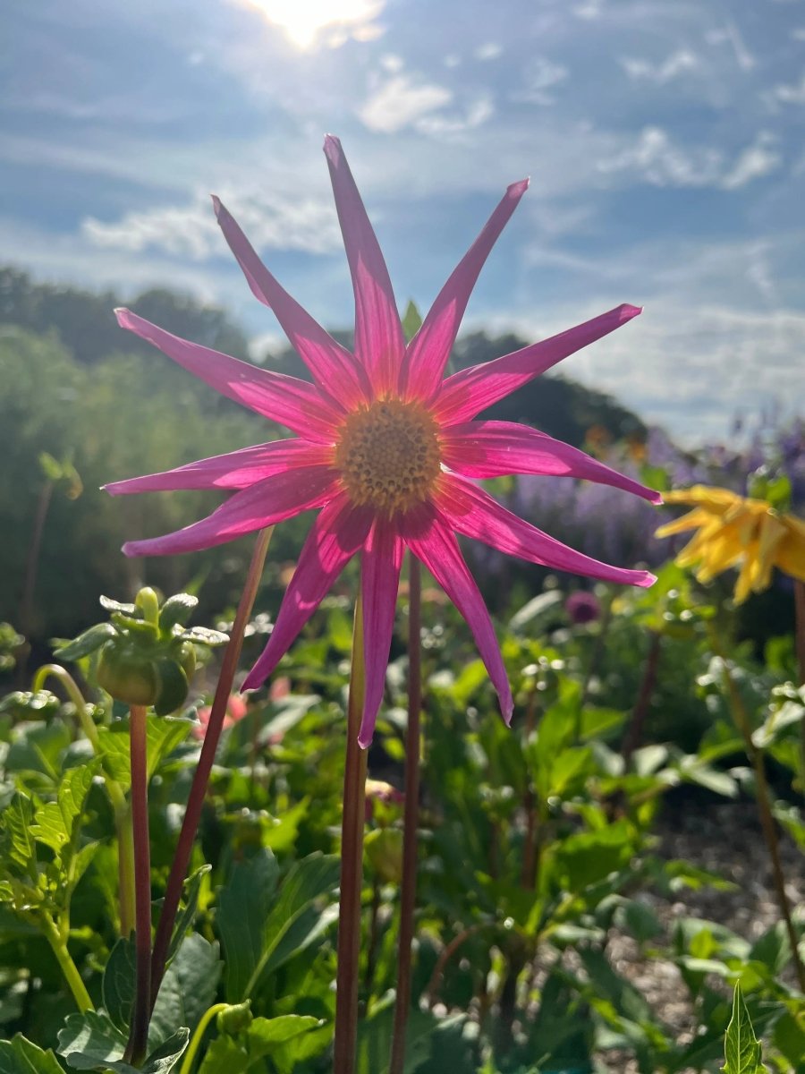Dahlia Cactus Mixed Seeds - Dandys Landscape Supplies