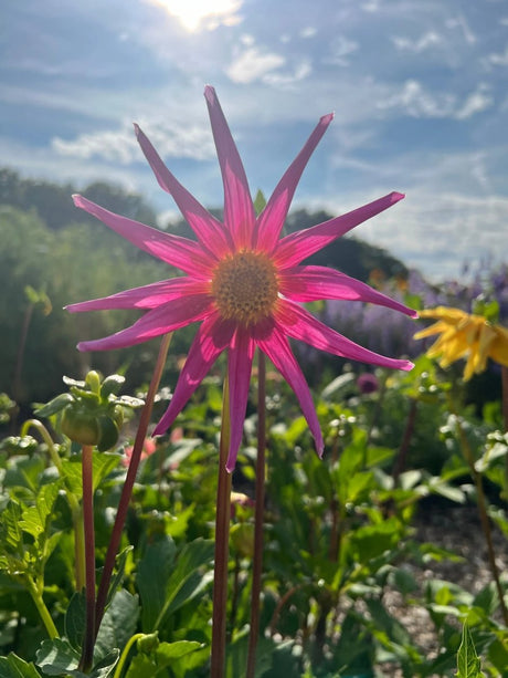 Dahlia Cactus Mixed Seeds - Dandys Landscape Supplies