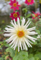 Dahlia Cactus Mixed Seeds - Dandys Landscape Supplies