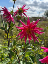 Dahlia Cactus Mixed Seeds - Dandys Landscape Supplies