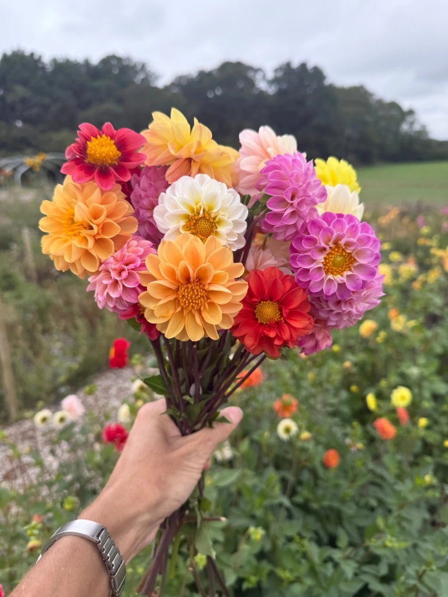 Dahlia Pompone Double Mixed Seeds - Dandys Landscape Supplies