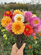Dahlia Pompone Double Mixed Seeds - Dandys Landscape Supplies