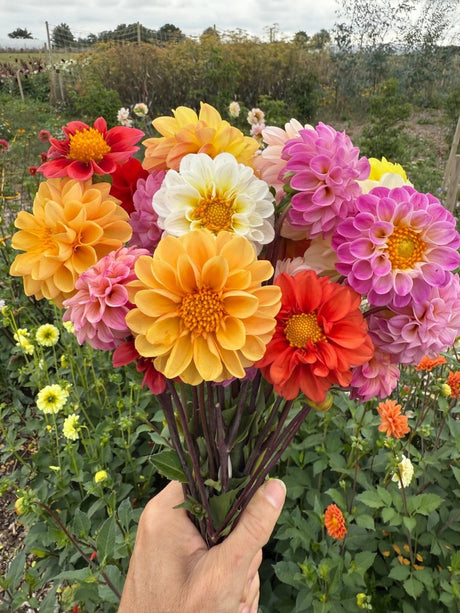 Dahlia Pompone Double Mixed Seeds - Dandys Landscape Supplies