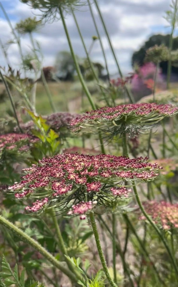 Daucus Carota Dara - Dandys Landscape Supplies