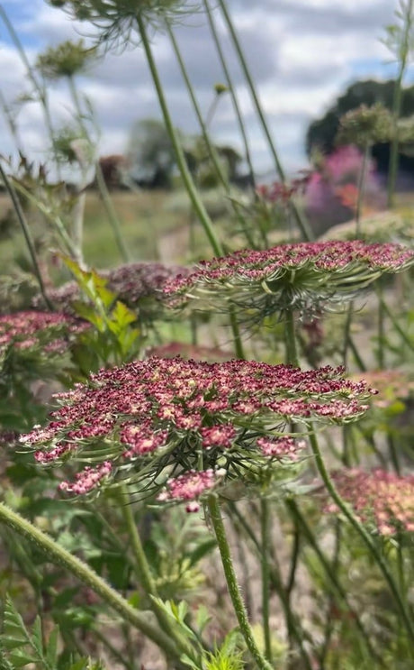 Daucus Carota Dara - Dandys Landscape Supplies