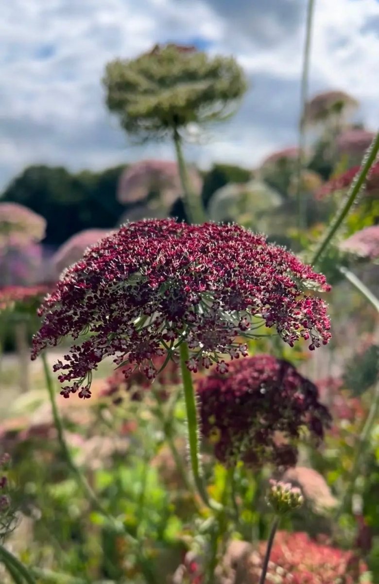 Daucus Carota Dara - Dandys Landscape Supplies