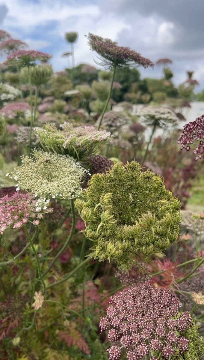 Daucus Carota Dara - Dandys Landscape Supplies