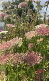 Daucus Carota Dara - Dandys Landscape Supplies