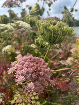 Daucus Carota Dara - Dandys Landscape Supplies