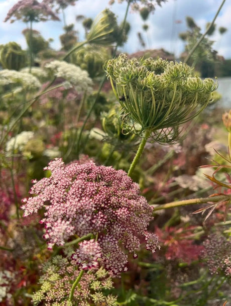 Daucus Carota Dara - Dandys Landscape Supplies