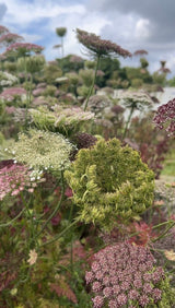 Daucus Carota Dara - Dandys Landscape Supplies