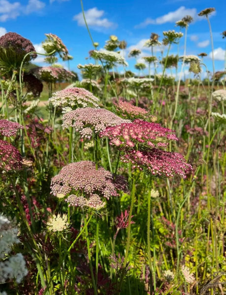 Daucus Carota Dara - Dandys Landscape Supplies