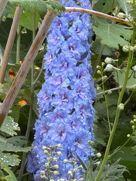 Delphinium Pacific Giant Summer Skies - Dandys Landscape Supplies