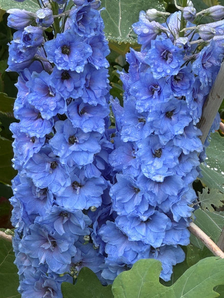 Delphinium Pacific Giant Summer Skies - Dandys Landscape Supplies