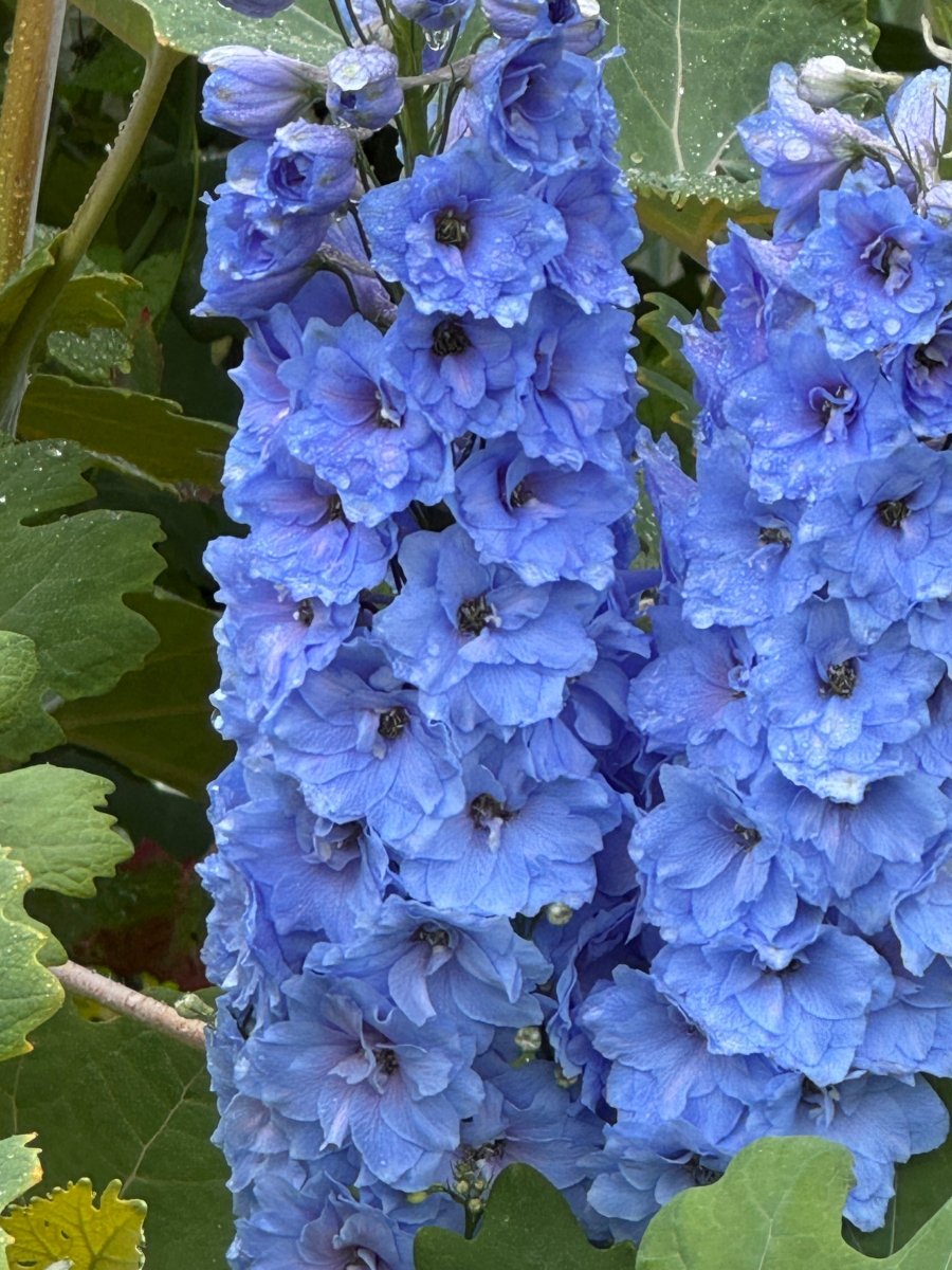 Delphinium Pacific Giant Summer Skies - Dandys Landscape Supplies