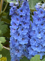 Delphinium Pacific Giant Summer Skies - Dandys Landscape Supplies