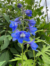 Delphinium Pacific Giant Summer Skies Seeds - Dandys Landscape Supplies